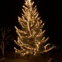 Tannenbaum erleuchtet