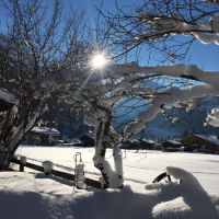 frisch verschneiter Garten
